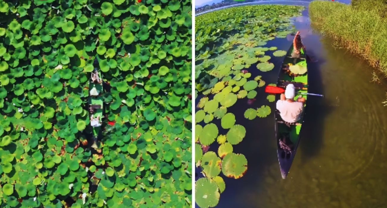 canoa fiori di loto