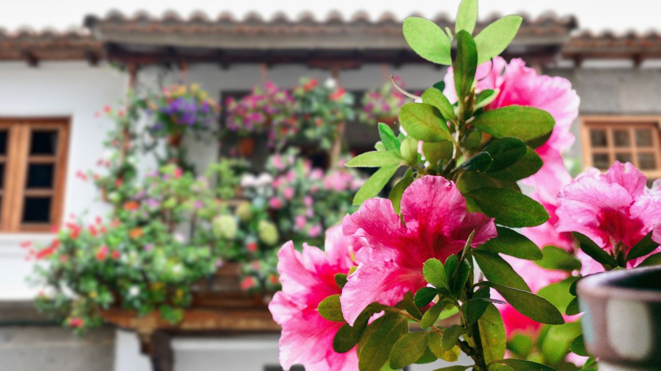 fiore giugno