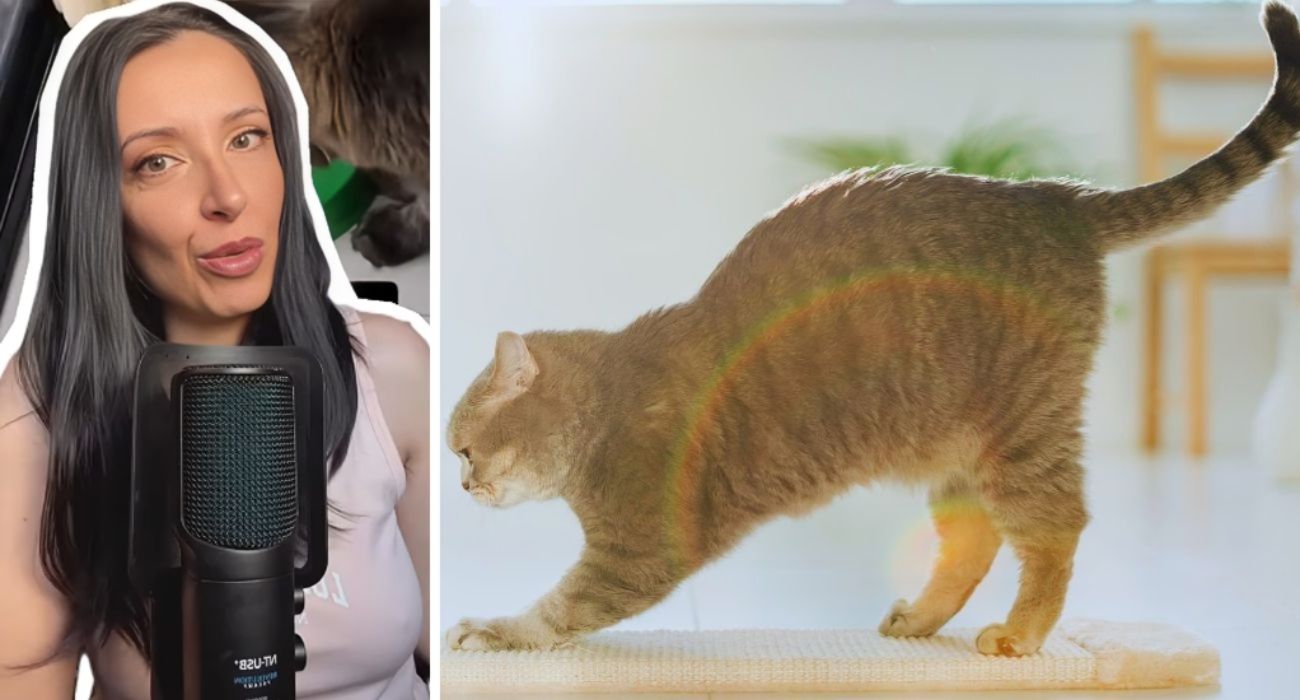 gatto pavimento