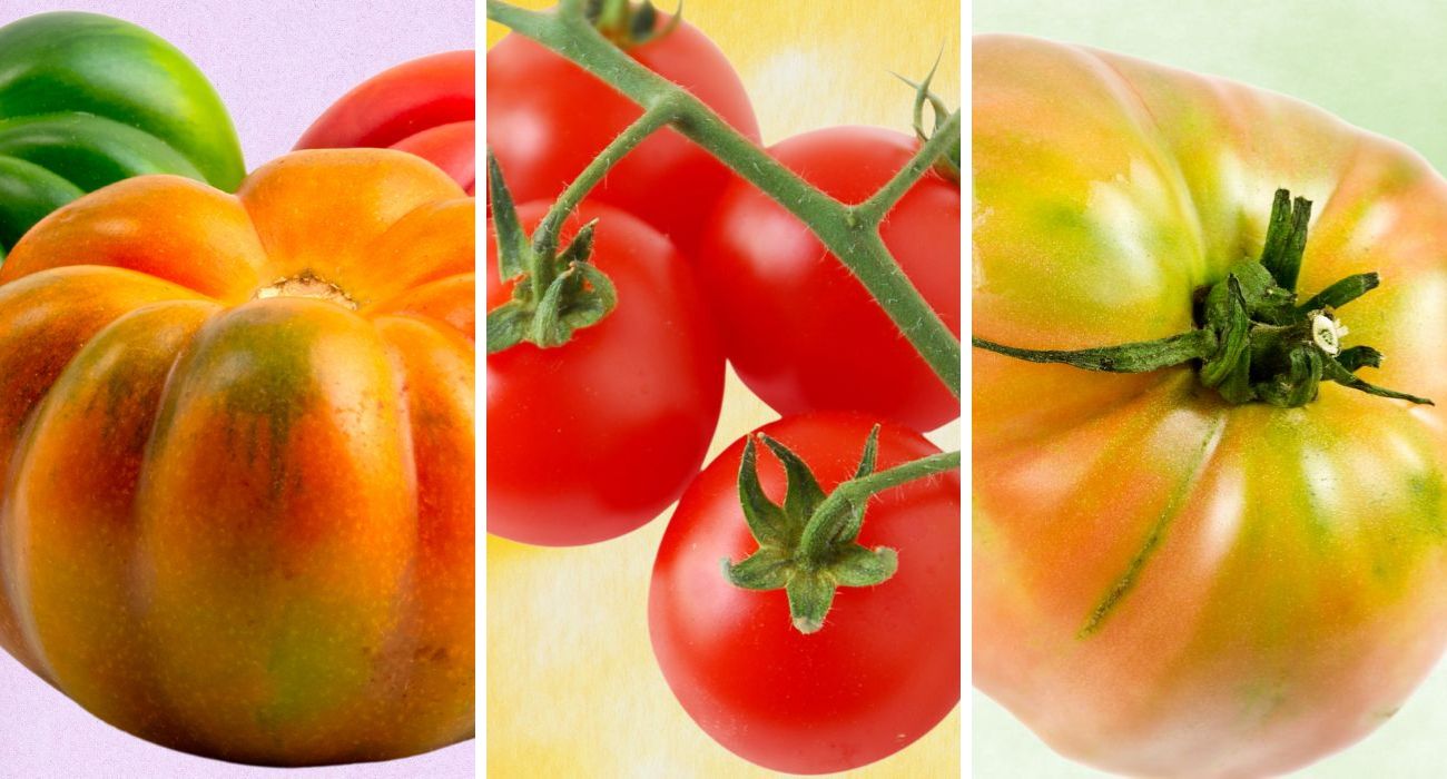pomodoro