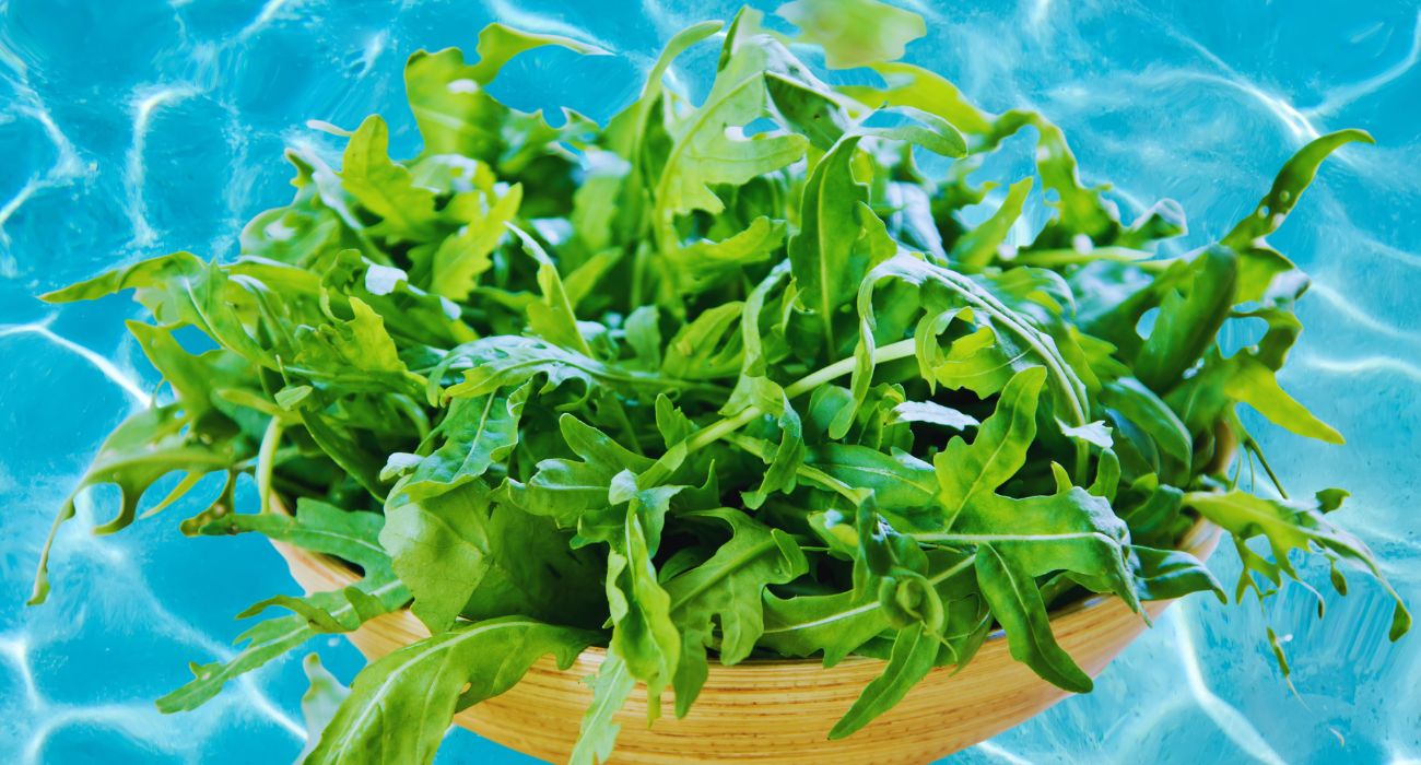 rucola