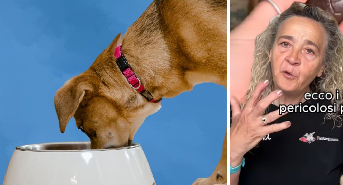alimentazione del cane