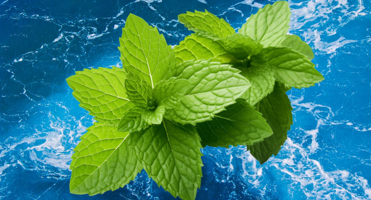 basilico menta