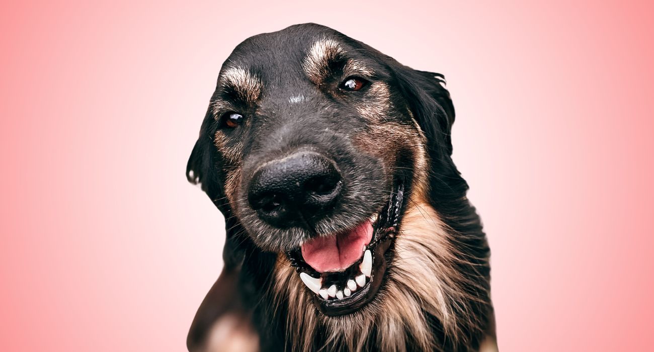 età del cane 