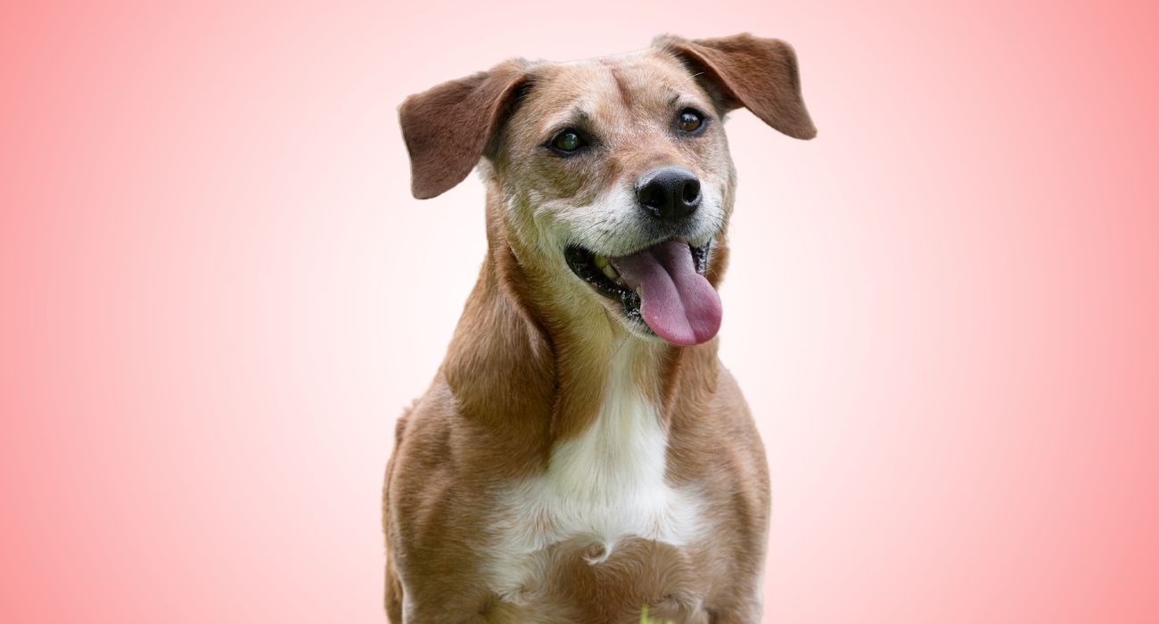 età del cane