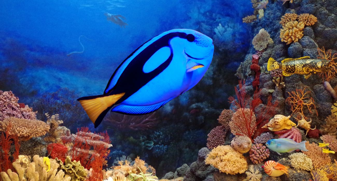 isola snorkeling (3)