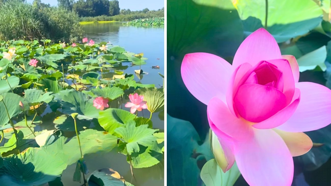 italia fiori di loto
