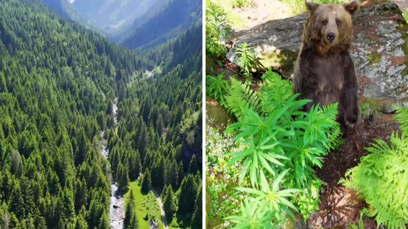orso lombardia