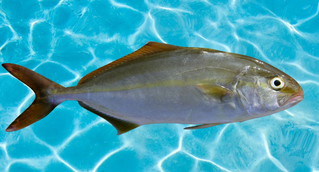 pesce luglio (1)