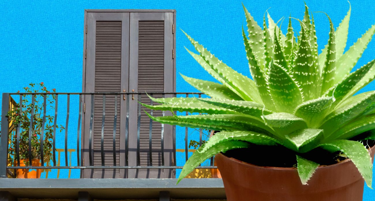 piante in vacanza