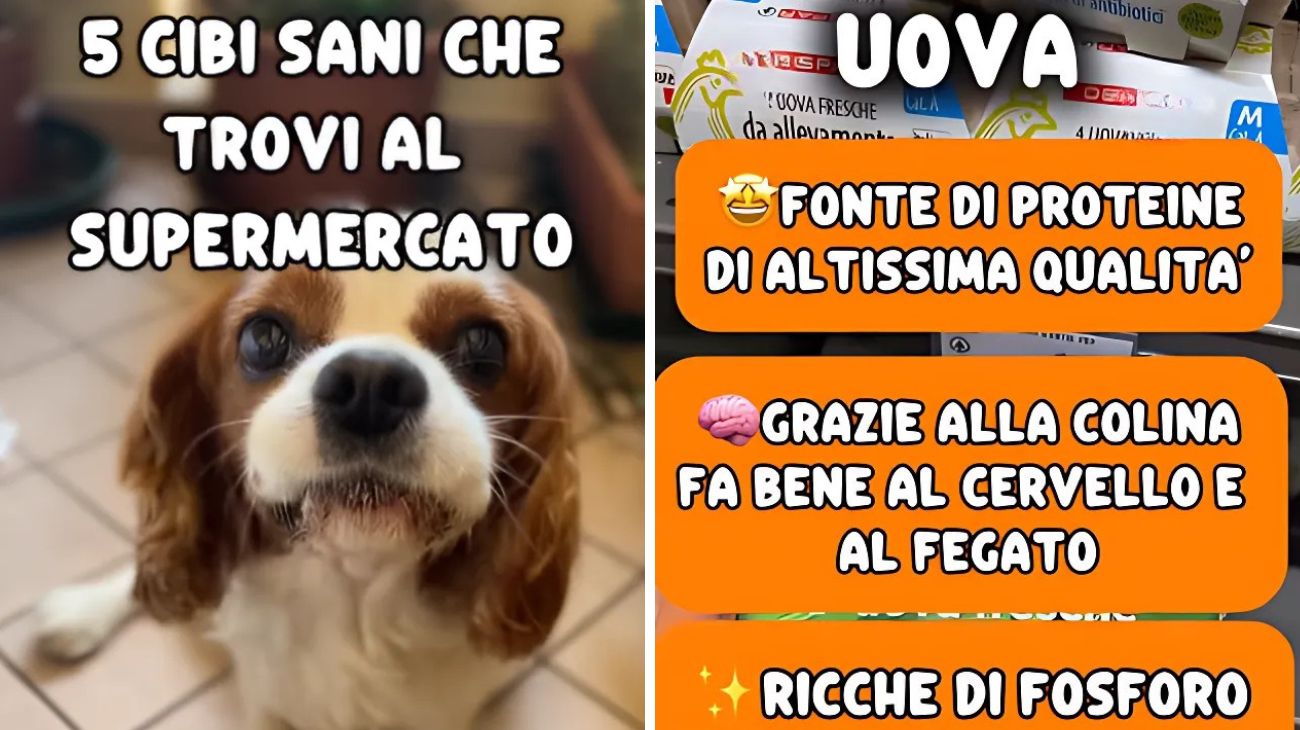 Cani e gatti alimenti