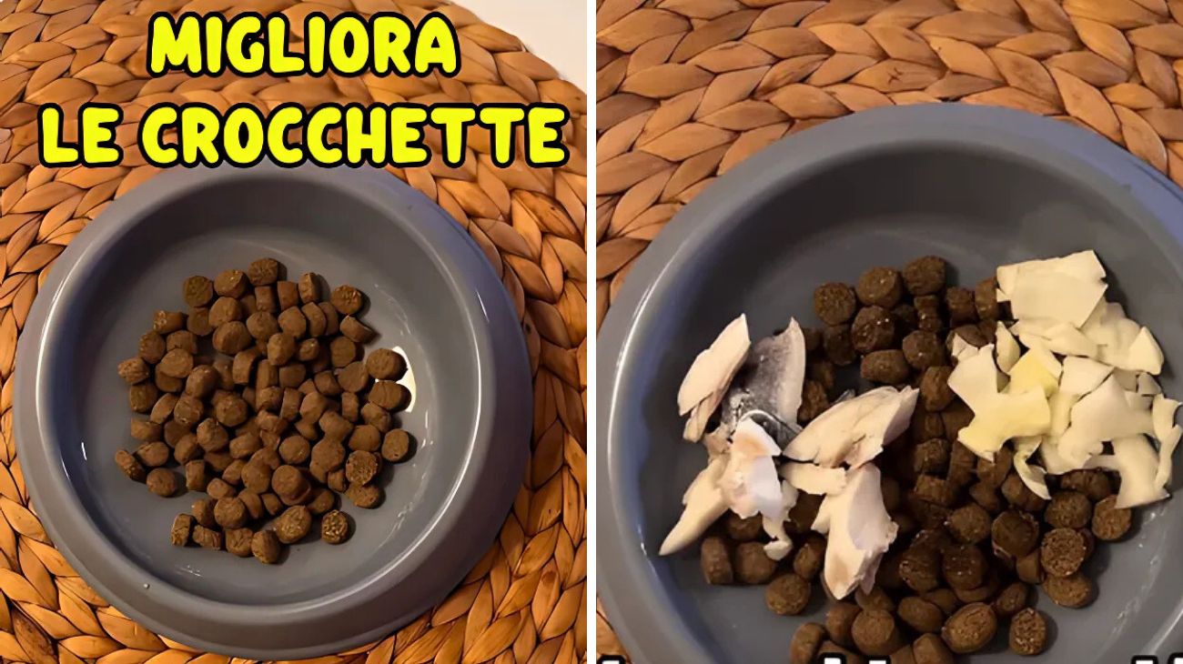 Cani e gatti crocchette