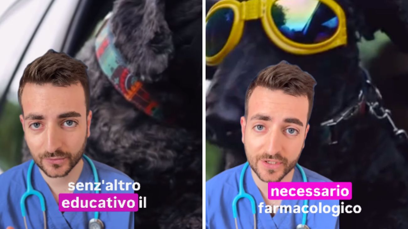 Cani mal