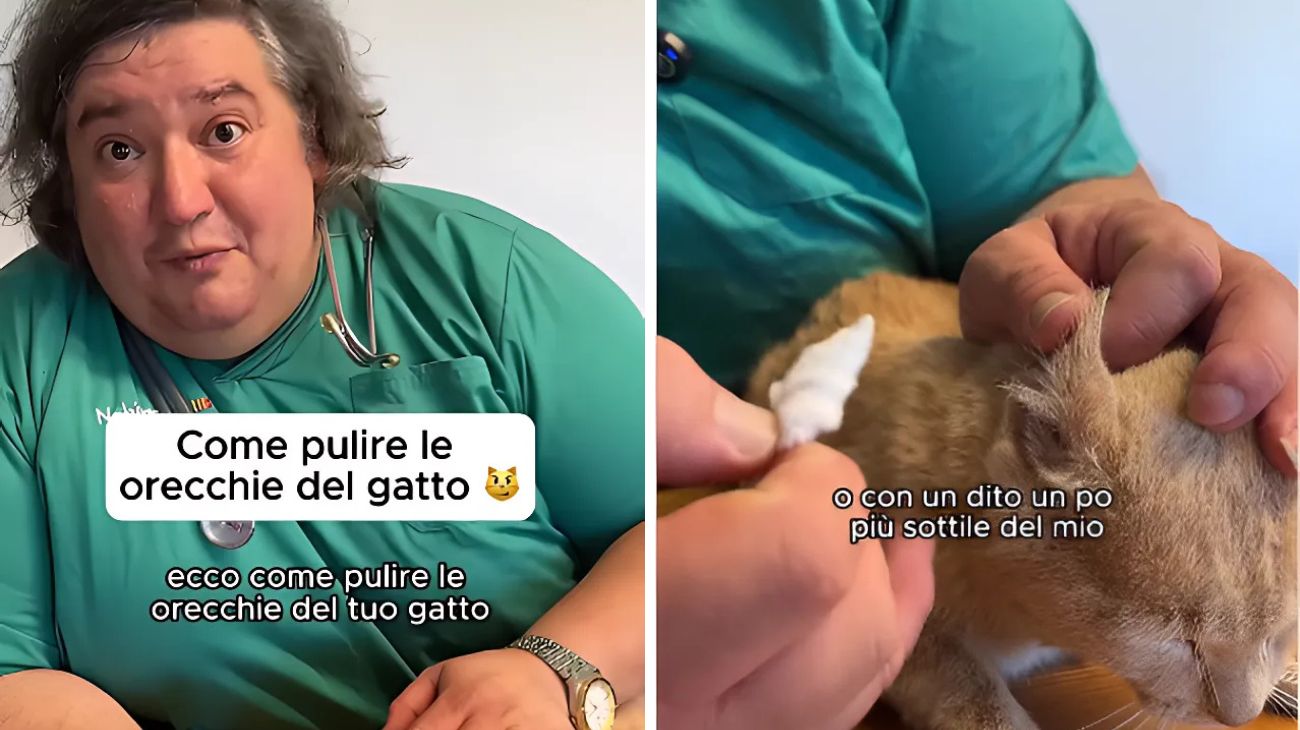 Gatti orecchie