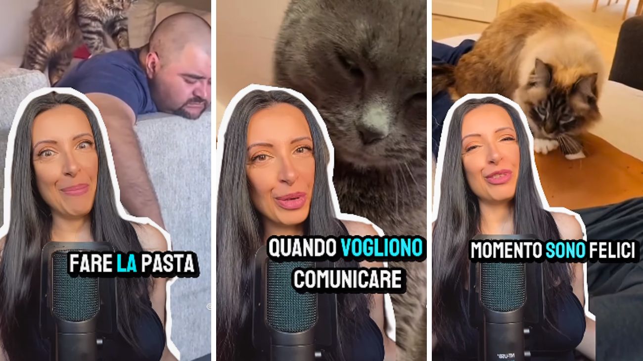 Gatto bene gesto