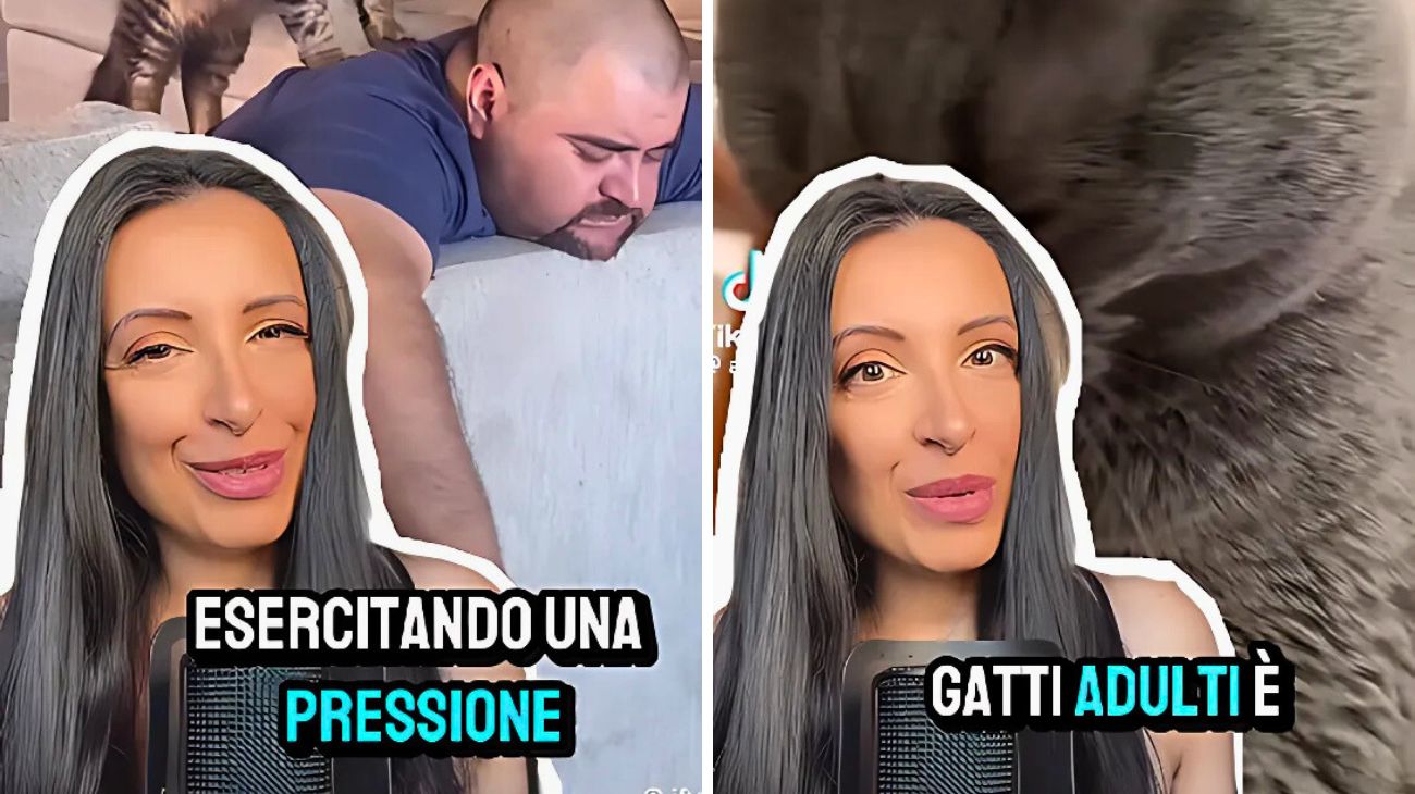 Gatto bene gesto