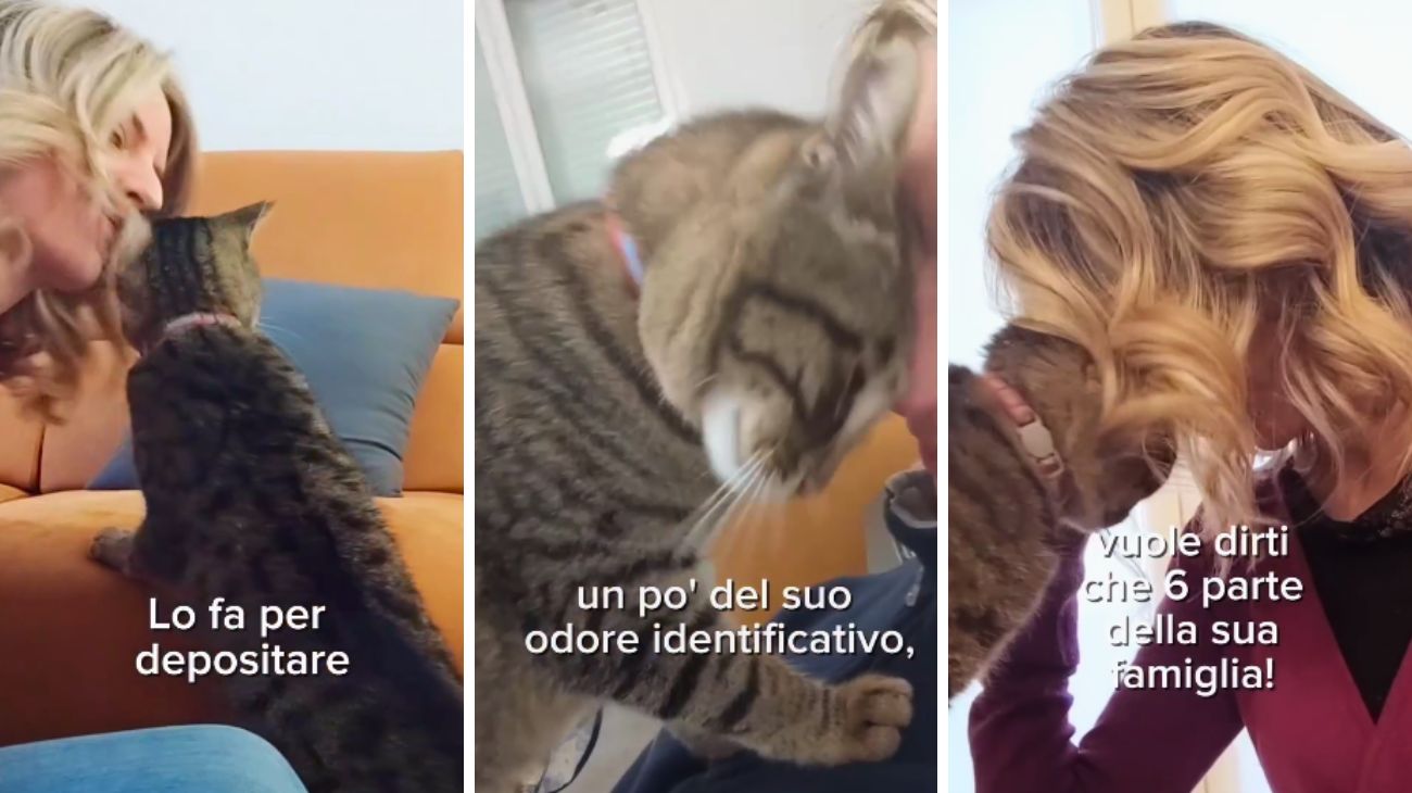 Gatto testate