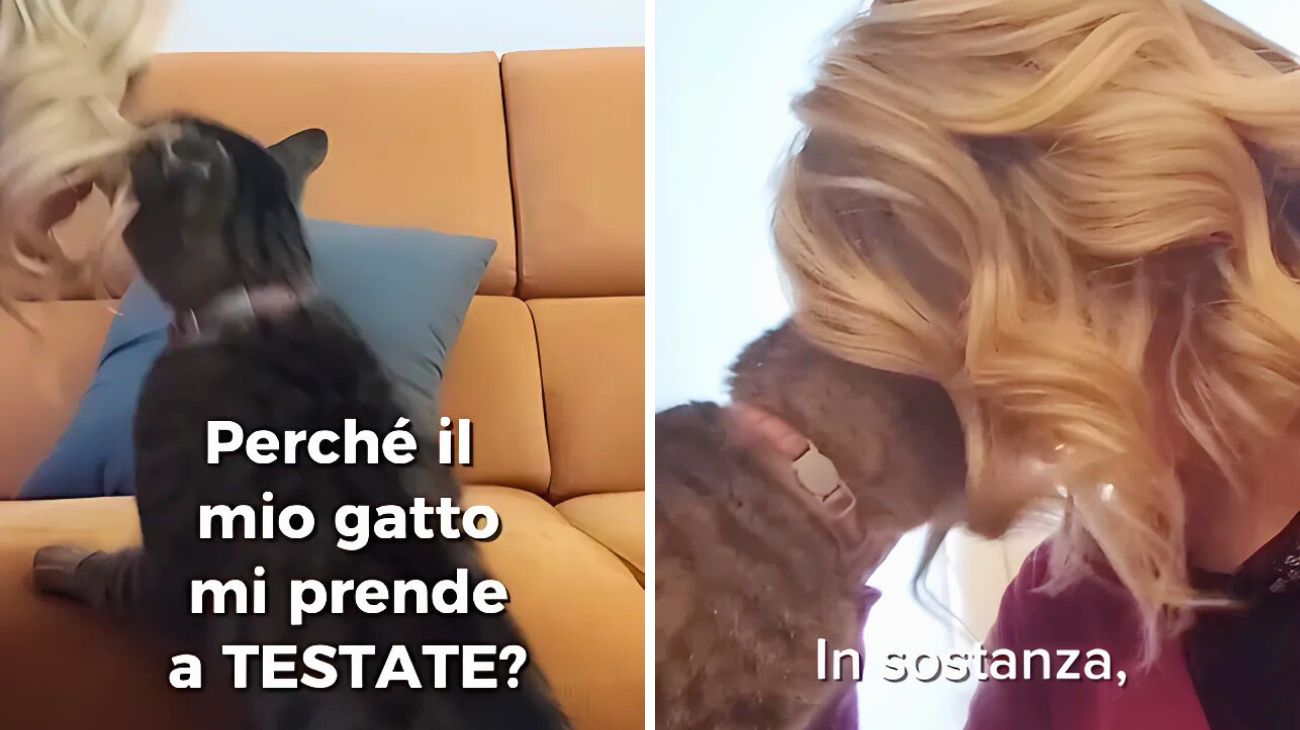 Gatto testate
