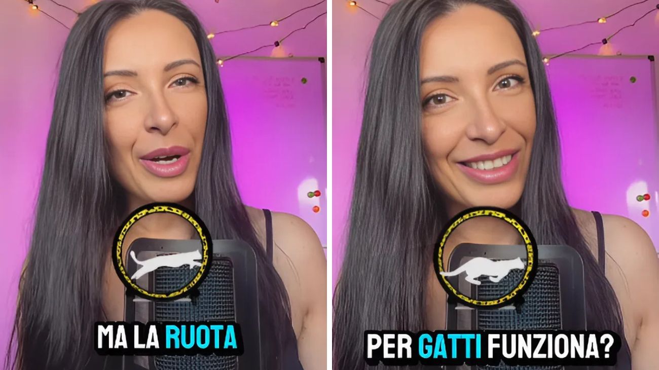 Ruota per gatti