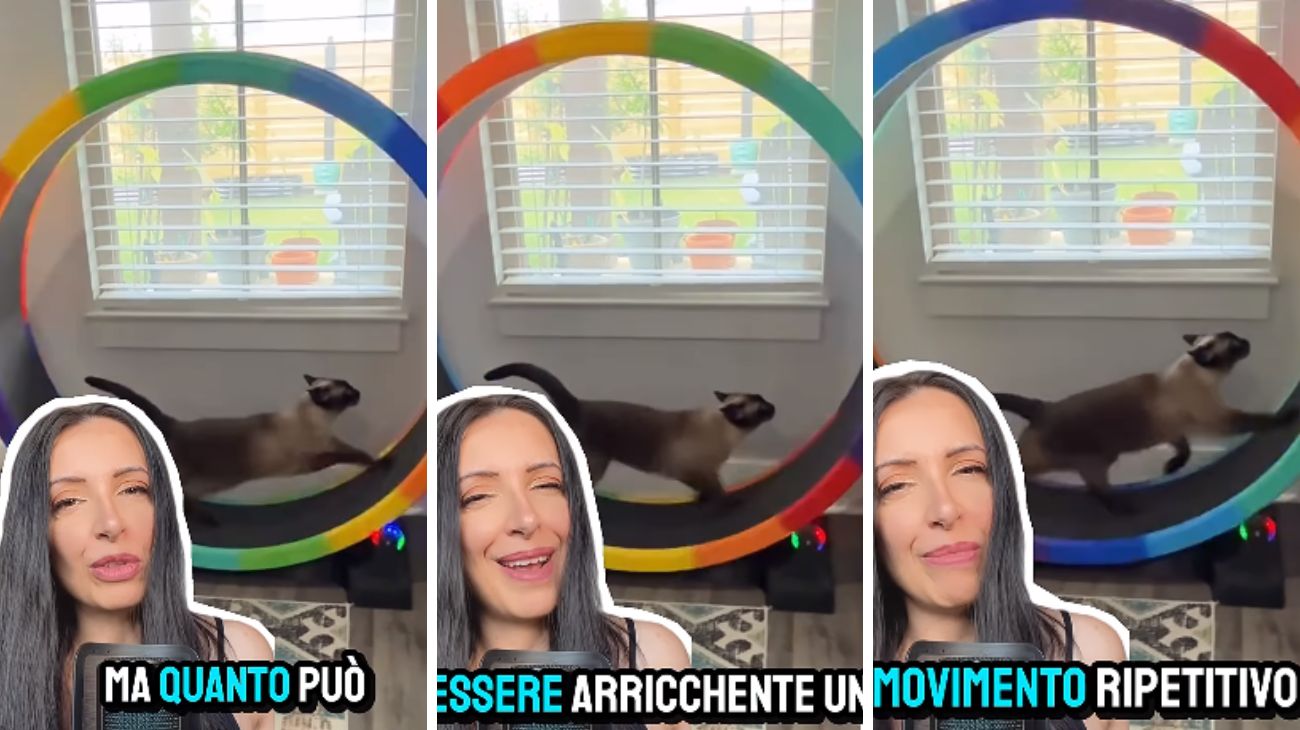 Ruota per gatti