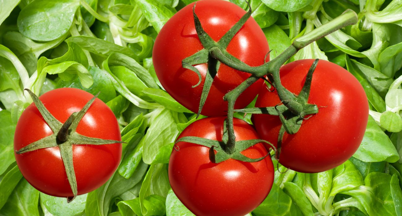 bruschette pomodori (1)