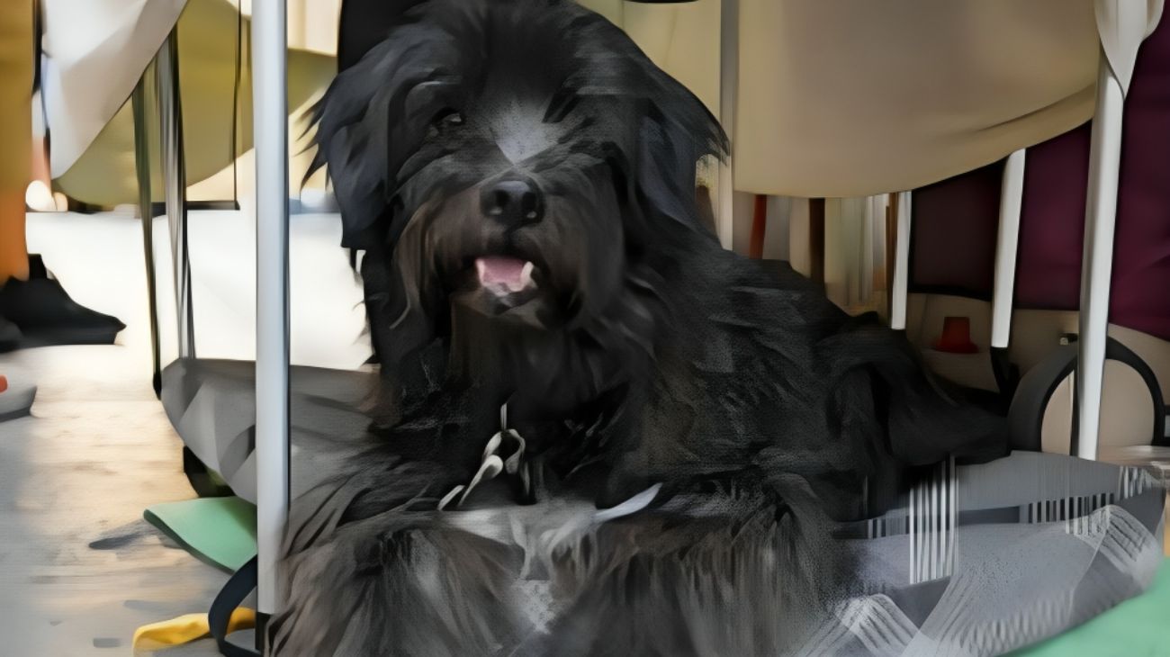 cane pepe