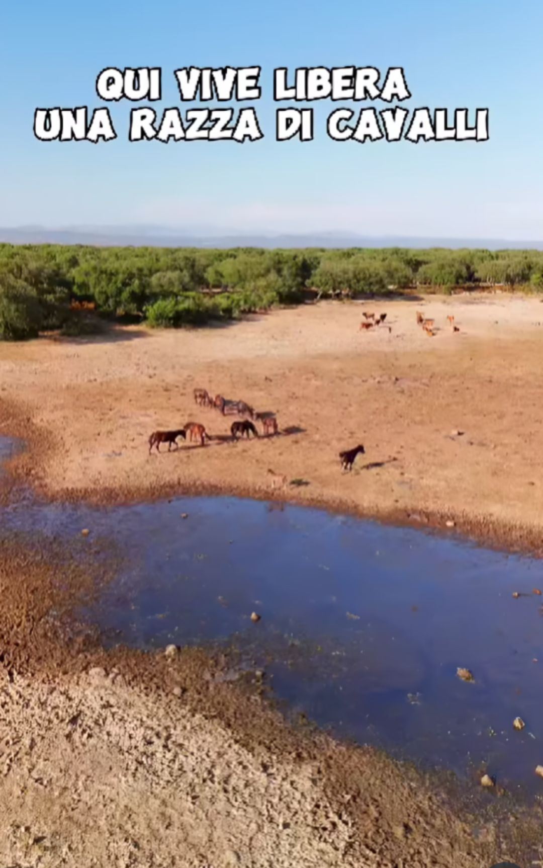cavalli sardegna italia