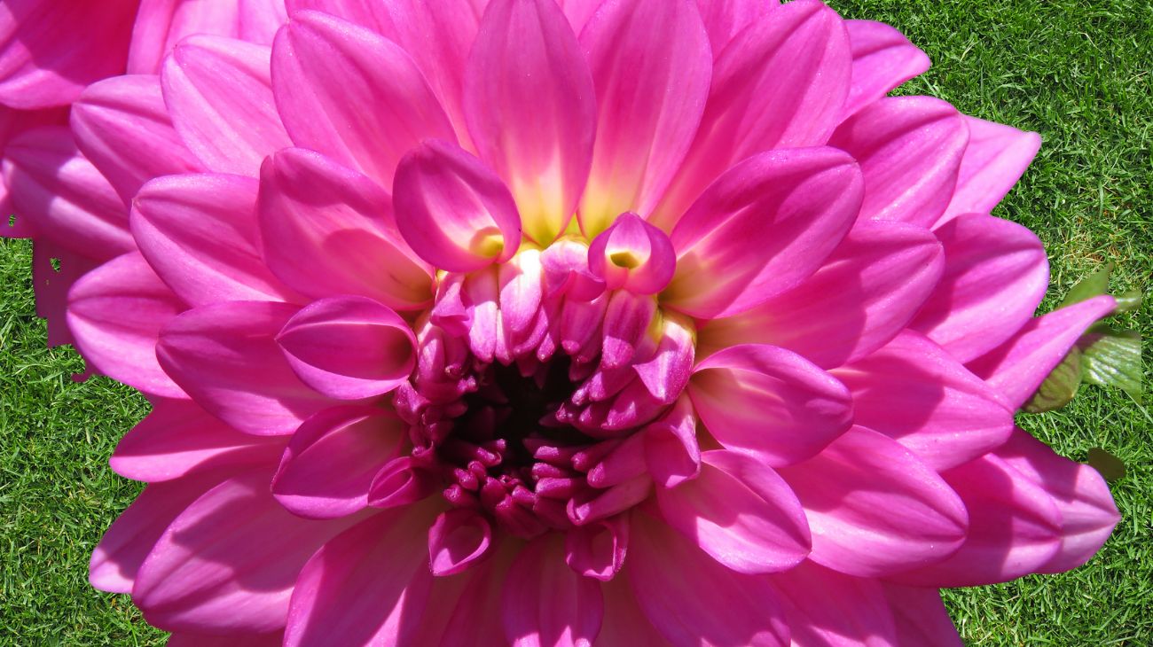 fiore agosto