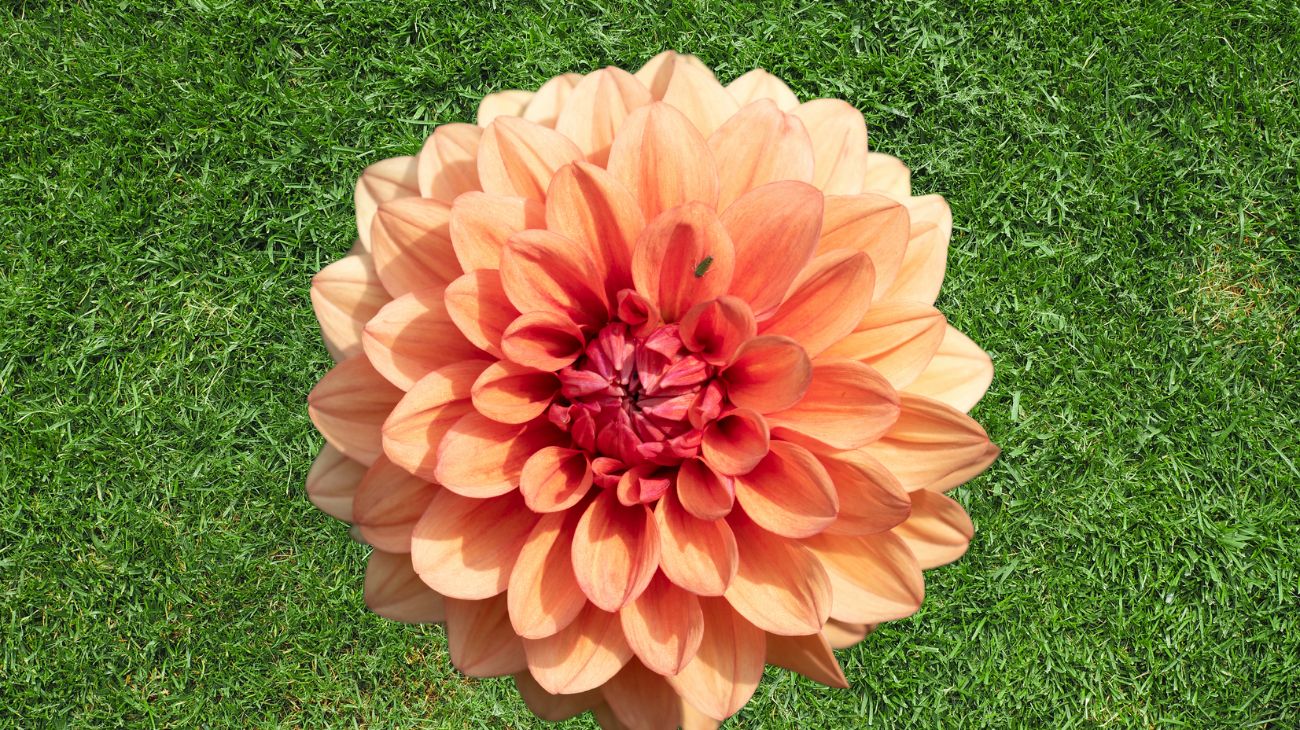 fiore agosto