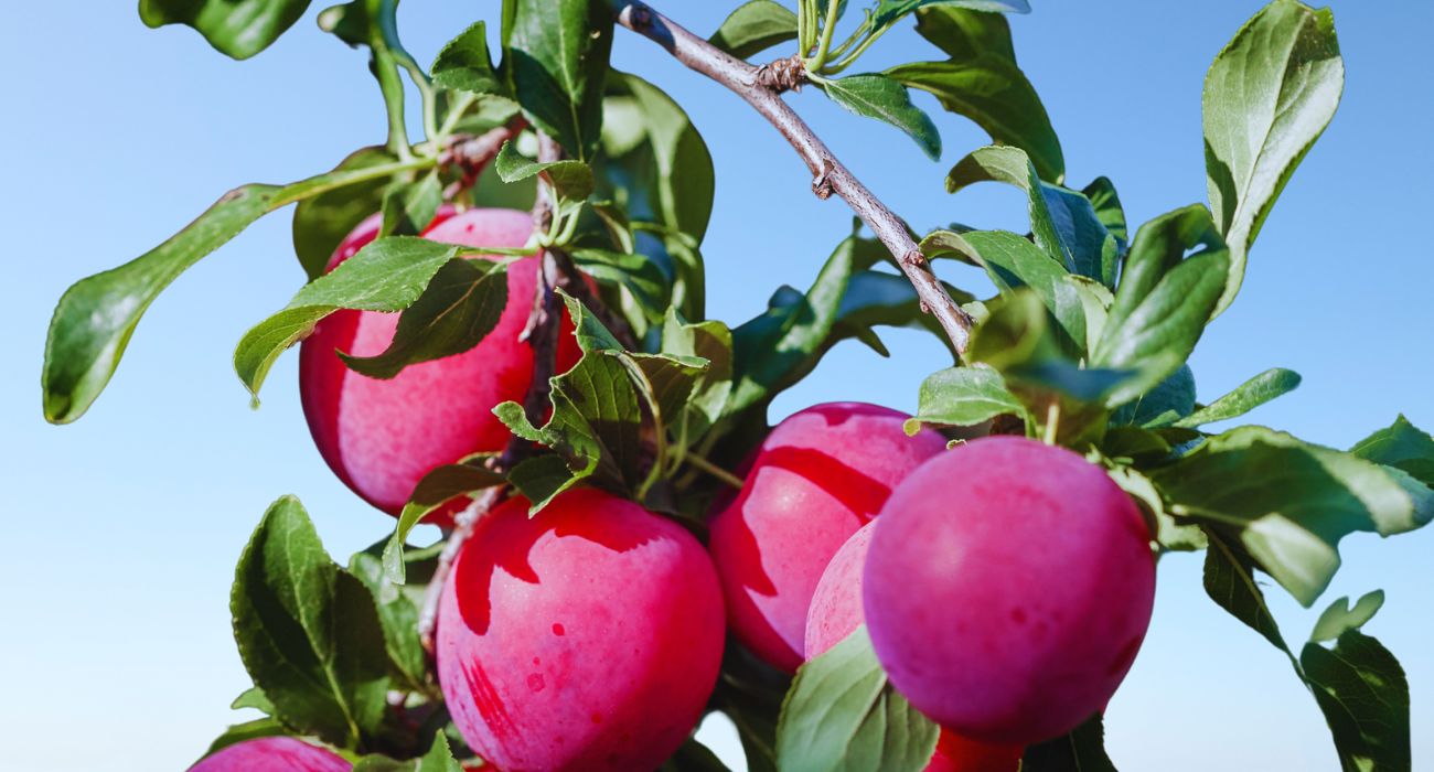 frutta agosto