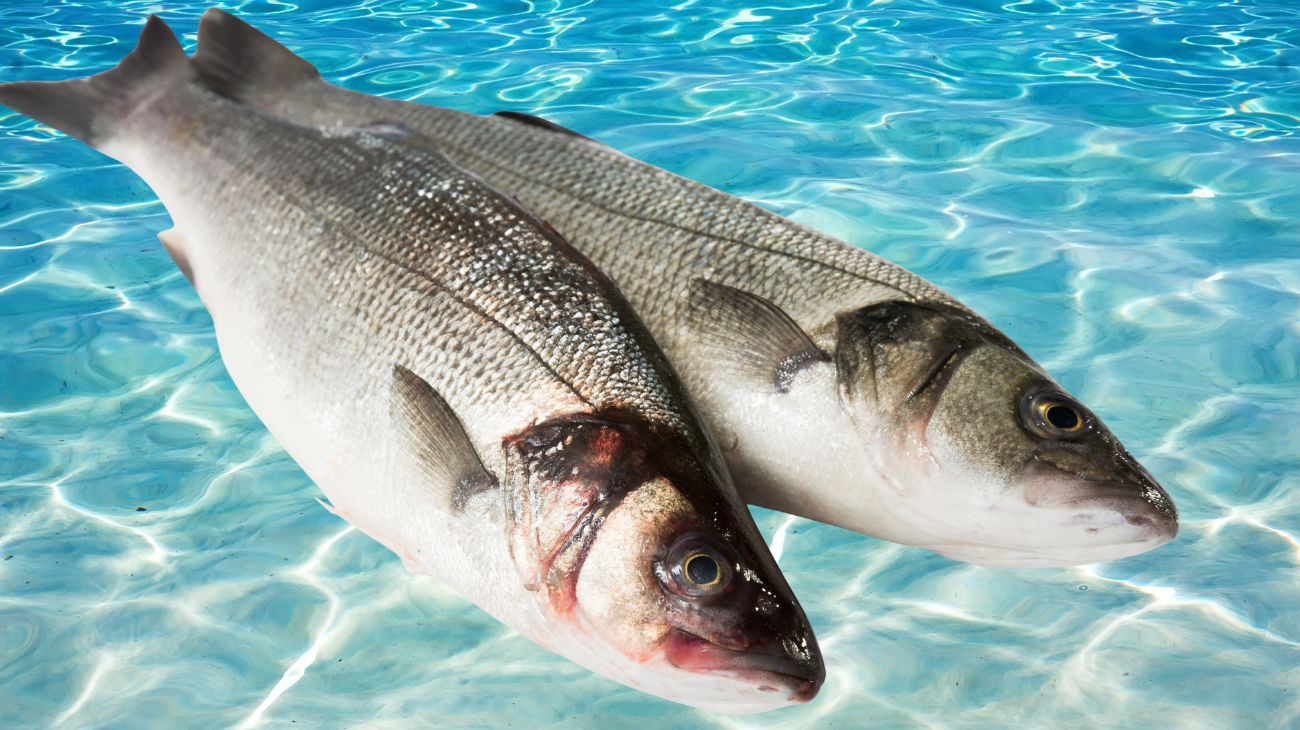 Questo è il miglior pesce per Ferragosto: ricco di proteine di alta qualità