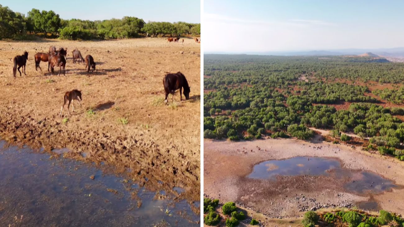 savana italia