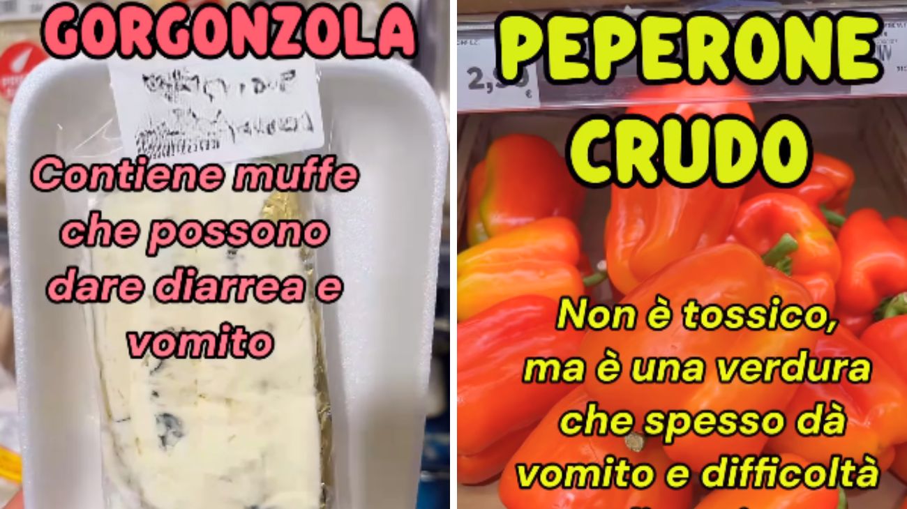 Cani e gatti