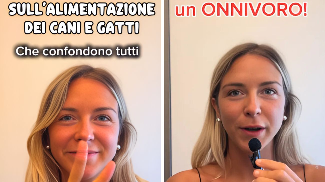 Cani e gatti