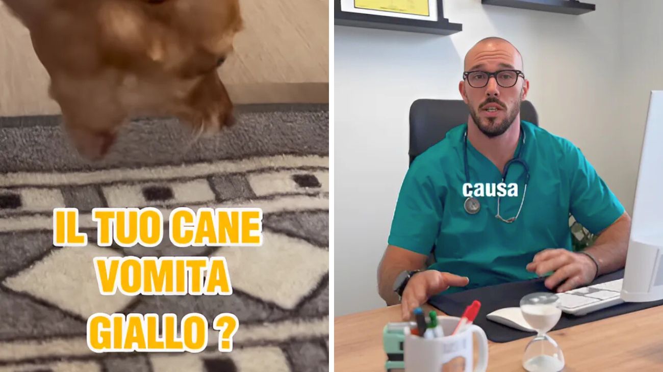 Cani vomitano giallo
