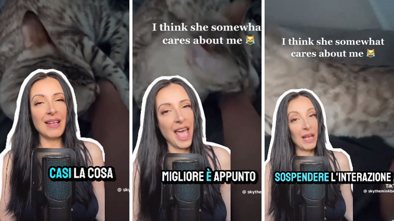 Gatti leccano mordono