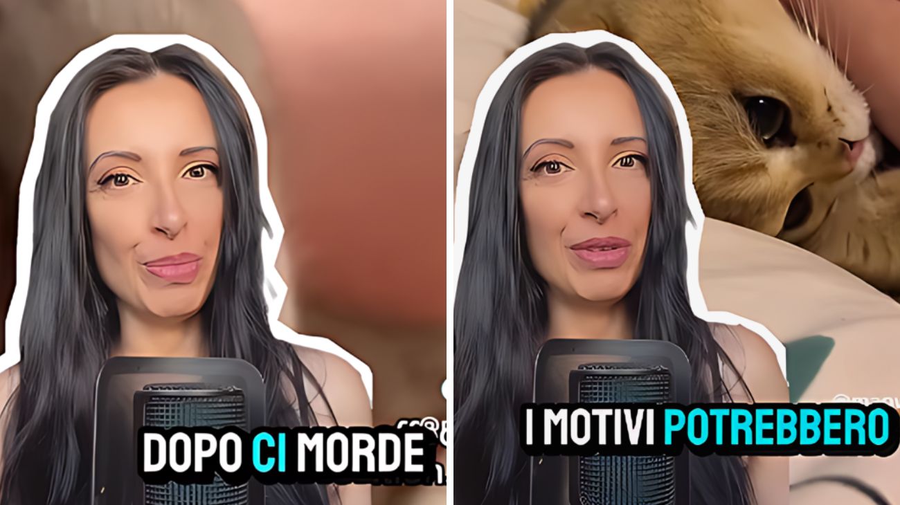 Gatti leccano mordono