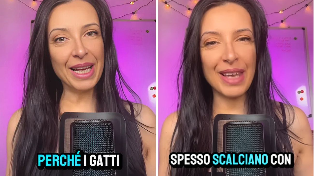 Gatti pancia