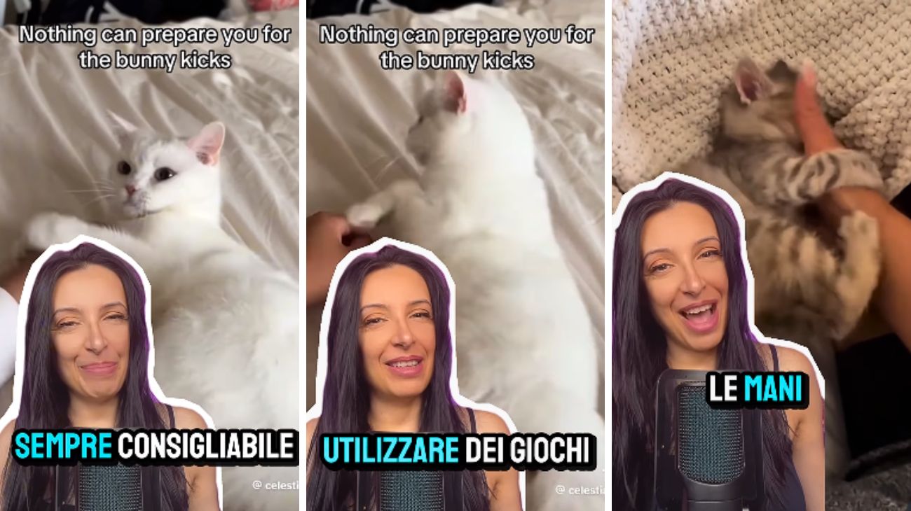 Gatti pancia