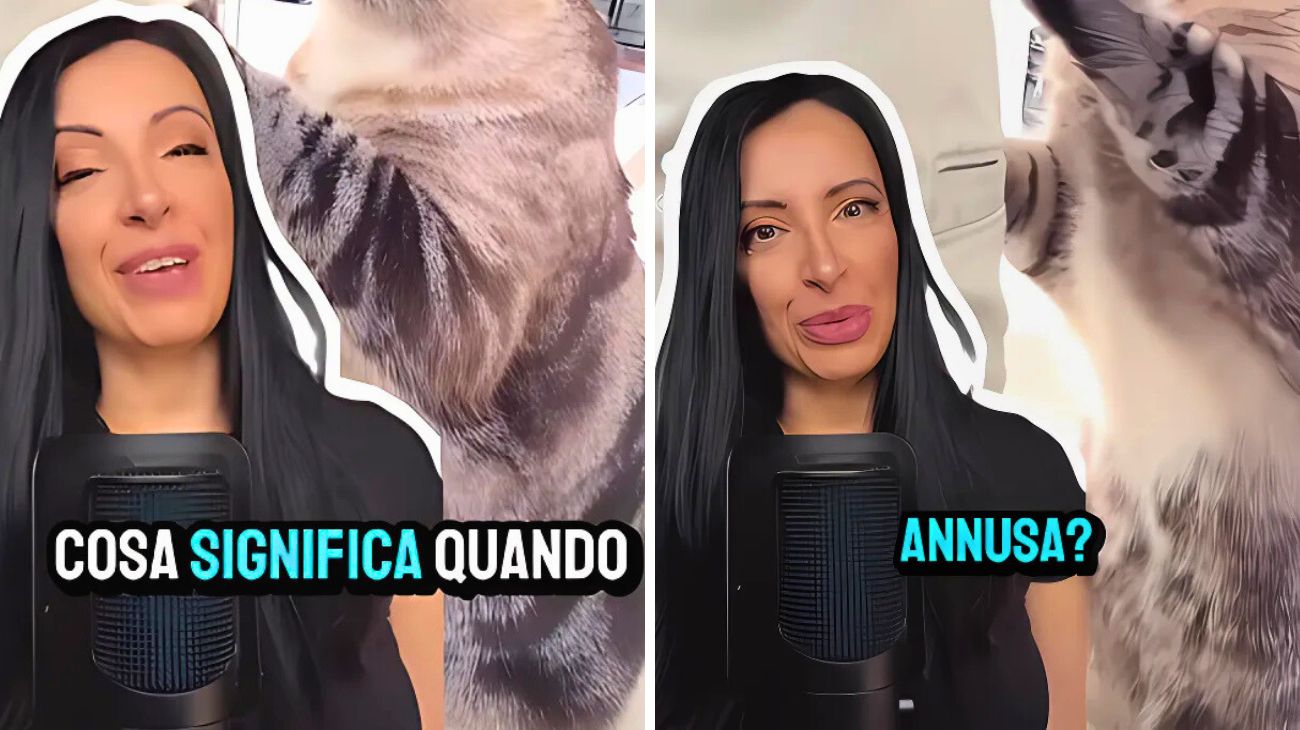 Gatto annusa