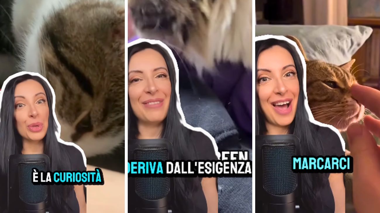 Gatto annusa