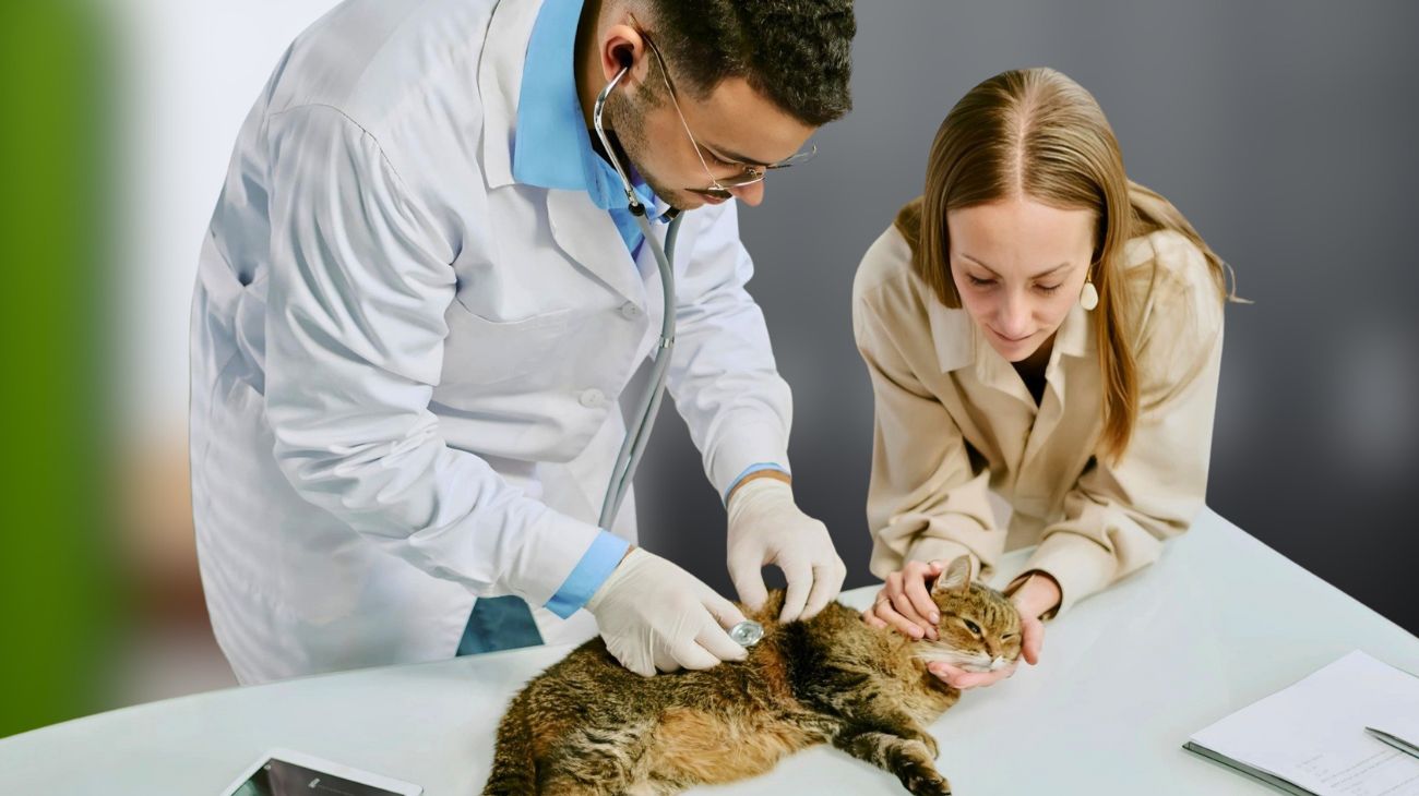Spese veterinarie