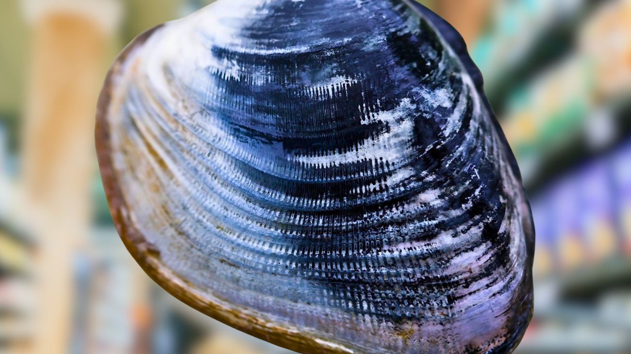 Vongole richiamo