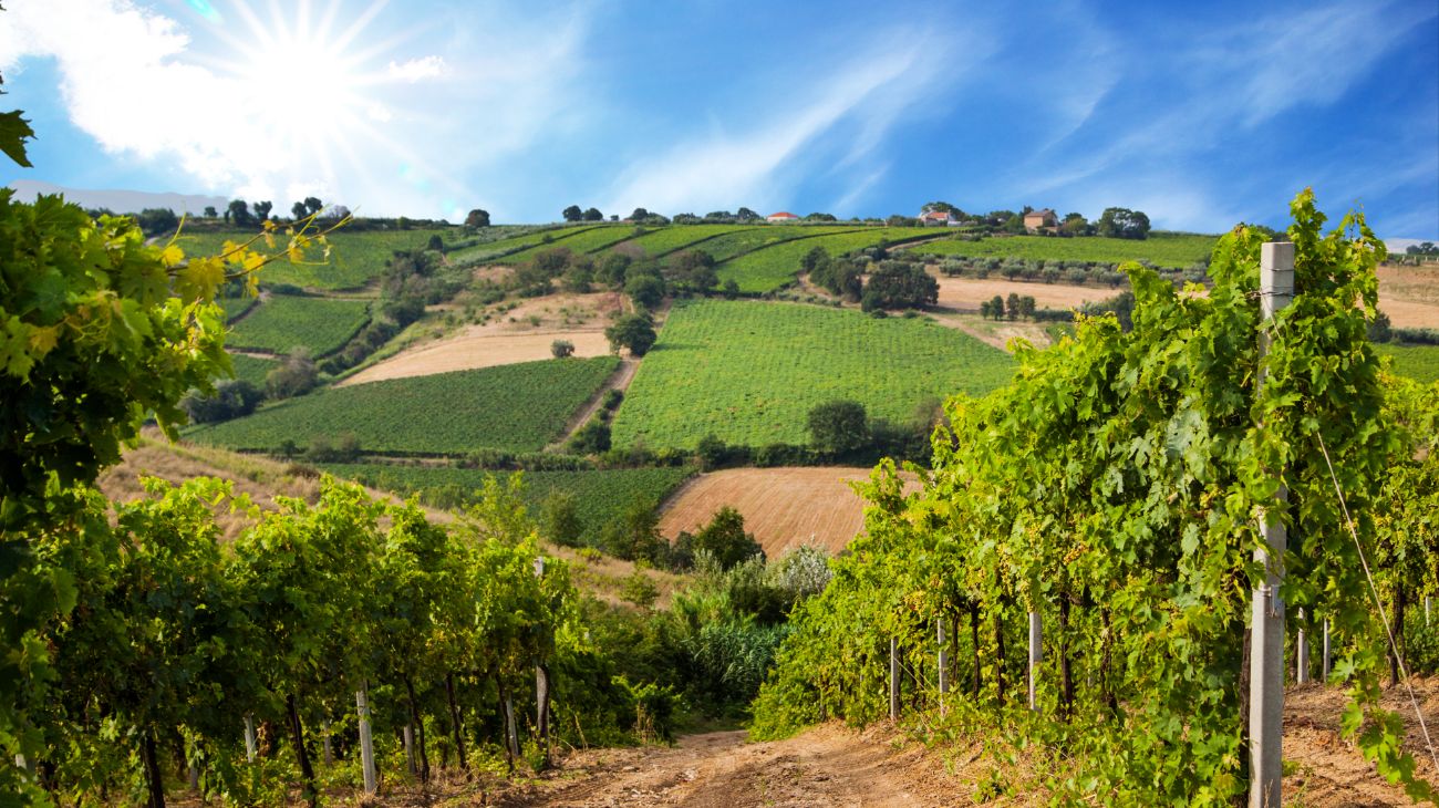 città del vino Montepulciano (1)