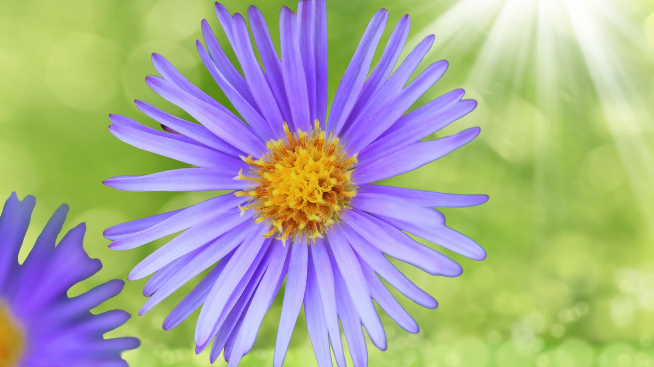 fiore settembre (1)