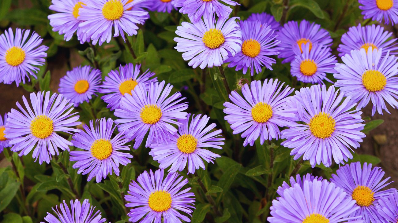 fiore settembre