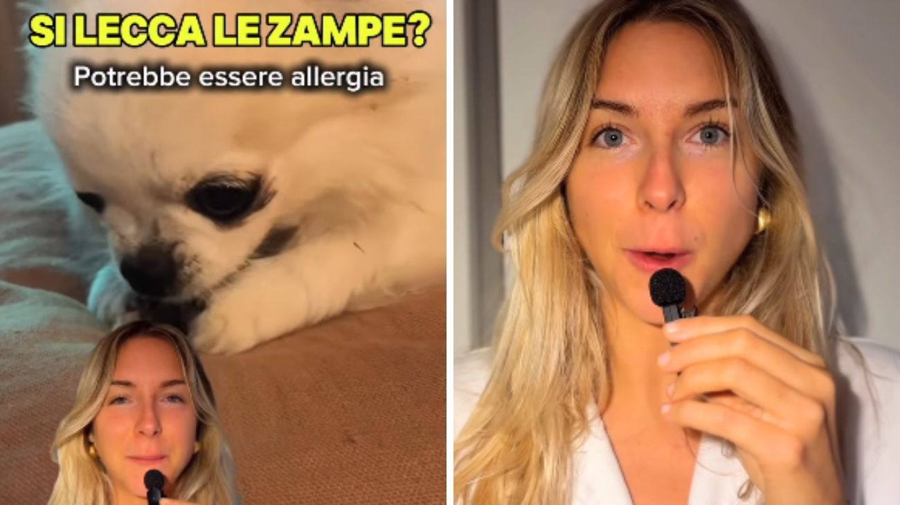 Cane lecca zampe
