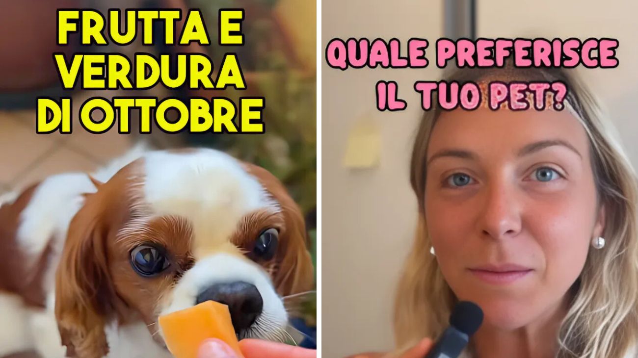 Cani e gatti ottobre