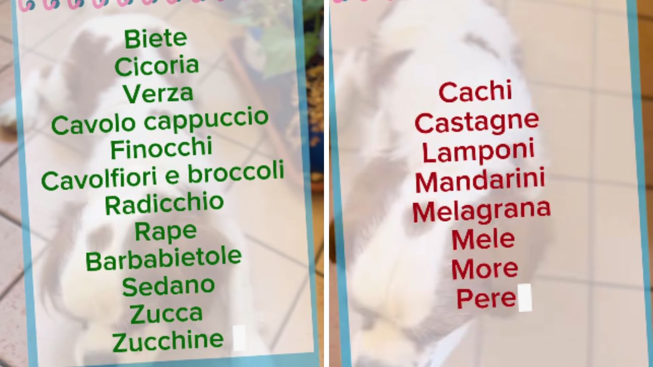 Cani e gatti ottobre