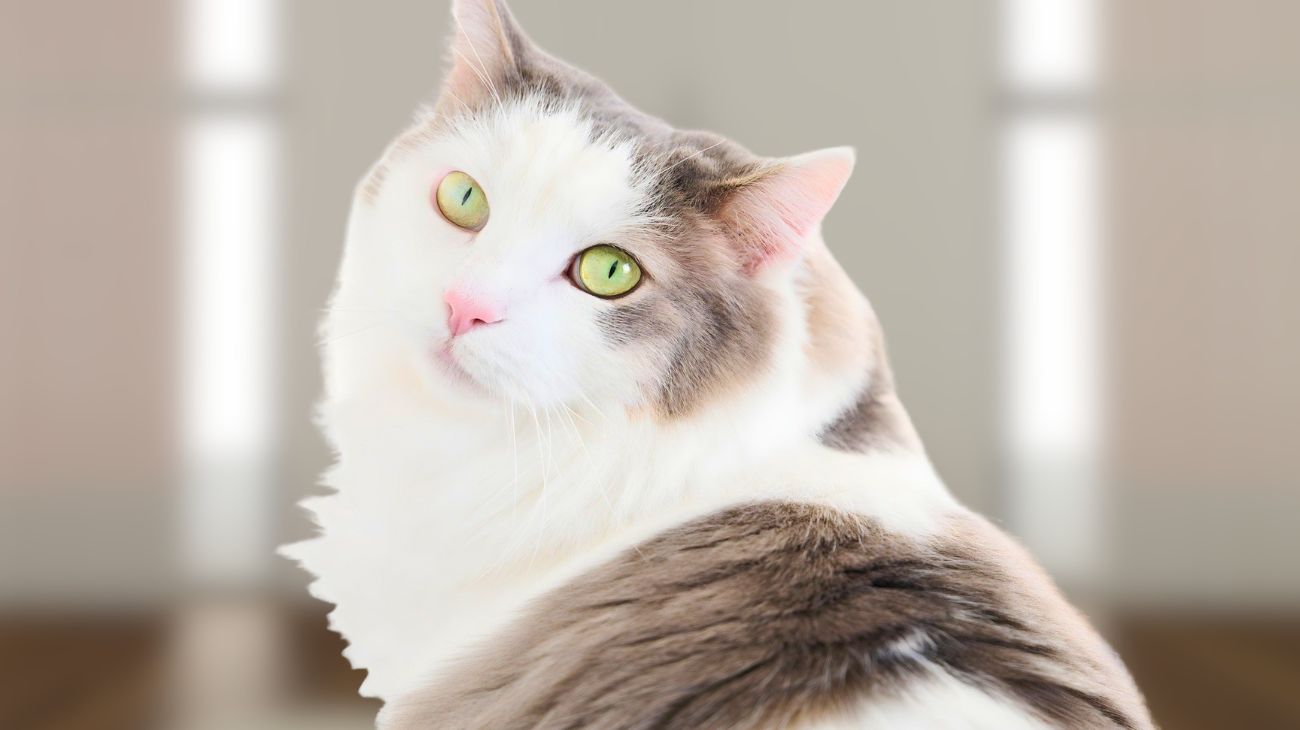 Gatti spalle